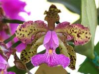 Cattleya Jungle Whimsy