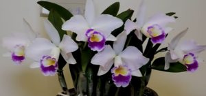 Cattleya Memoria Alberto Wenzel