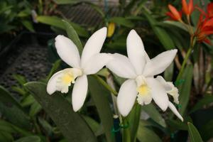 Cattleya Walgery