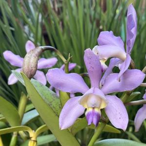 Cattleya Gaudii