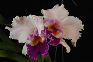 Cattleya Princess Diana