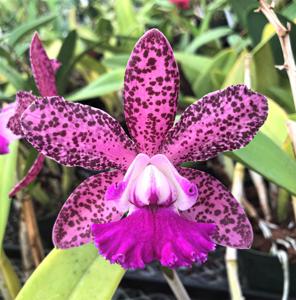 Cattleya Sandra Turner