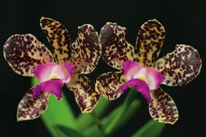 Cattleya Sandra Turner