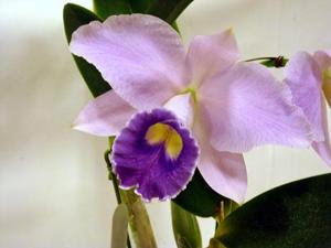 Cattleya Mariko Twenty Anniversary