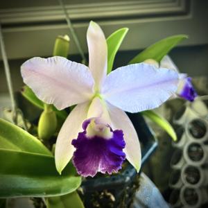 Cattleya Mariko Twenty Anniversary