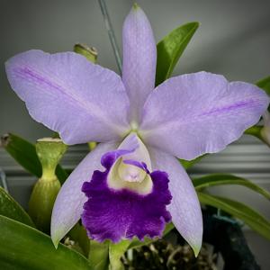 Cattleya Mariko Twenty Anniversary