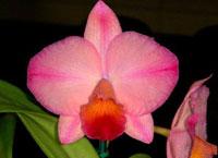 Cattleya Circle Spirit