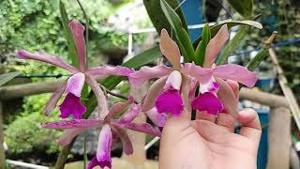 Cattleya A. Chantin