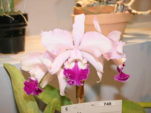 Cattleya Paysage