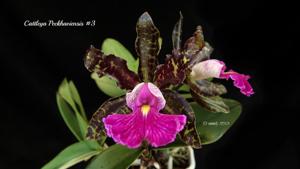 Cattleya Peckaviensis