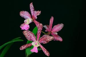 Cattleya Summer Spot