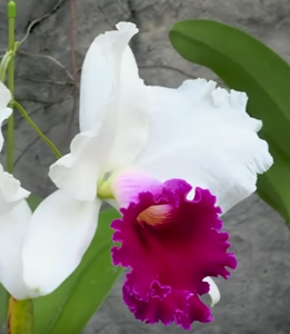 Cattleya Seto Splendor