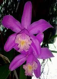 <i>Cattleya</i> Comwhite