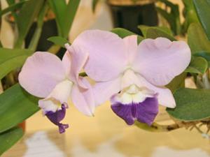 Cattleya Blue Pearl