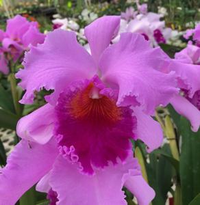 Cattleya Nobile's Coronation