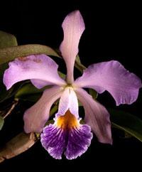 Cattleya Russeliana