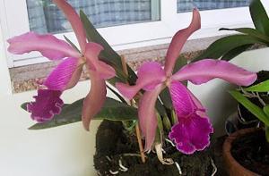 Cattleya Russeliana