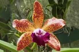 Cattleya What'll It Be