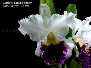 Cattleya Sanyo Melody