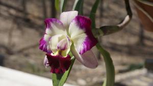 Cattleya Llory Ann