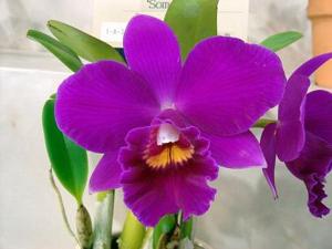 Cattleya Red Carpet