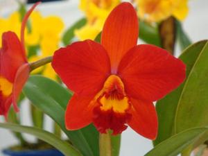 Cattleya Lovefort Natsuko