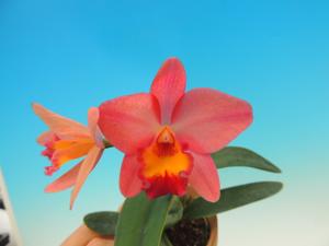 Cattleya Lovefort Natsuko