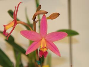 Cattleya Fran's Fuchsia Flash