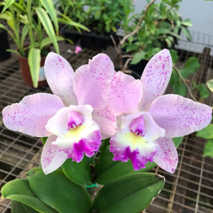 Cattleya Marie Haga Saab