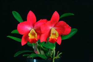 Cattleya Richard Kosel