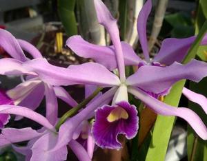 <i>Cattleya</i> Hitachimusume
