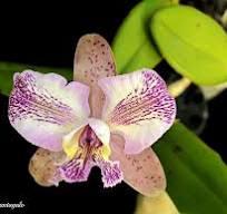 Cattleya Cantagalo