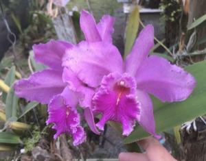 Cattleya Little Lars