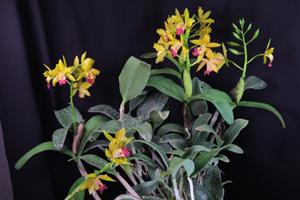Cattleya Fair Phyllis