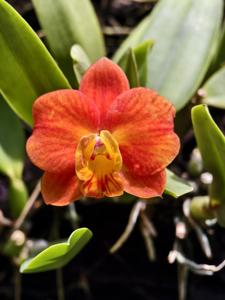 Cattleya Chief Gem