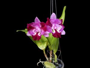 Cattleya Mei Luen Gentle