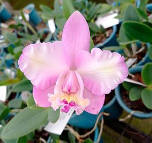 Cattleya Penny Candy