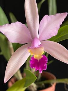 Cattleya Interflora