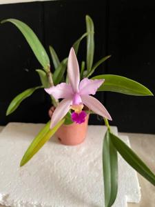 Cattleya Interflora