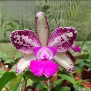 Cattleya Akimi Haneda