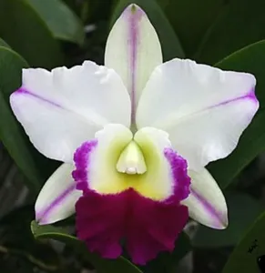 <i>Cattleya</i> Blue Beauty