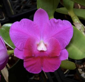 Cattleya Sydney J