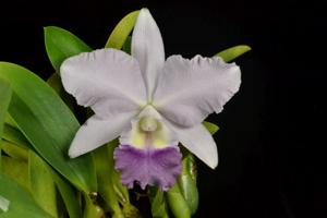 Cattleya Indigo Love