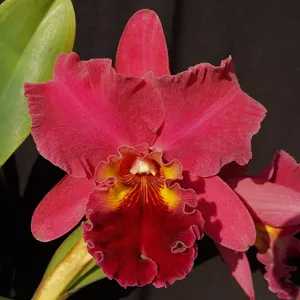 Cattleya Mai Hoa Smile