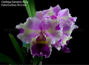 Cattleya Genezio Rosa