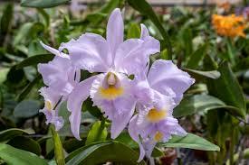 Cattleya Hint O'Blue