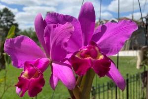 Cattleya Mainau-Zauber