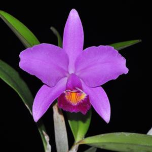 Cattleya Mainau-Zauber