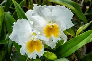 Cattleya Schroeder's Catt