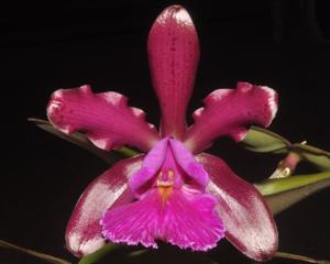 Cattleya Pantherina